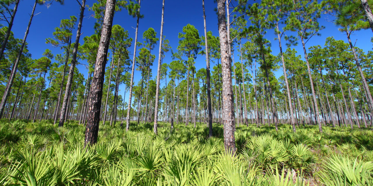 Longleaf pines rise from an understory of saw palmetto in Florida