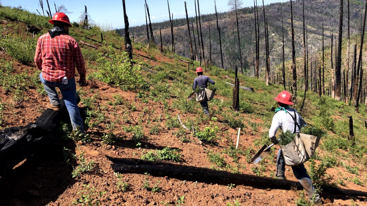 An American Forests planting crew plants seedlings in the burn scar of the 2018 Camp Fire.