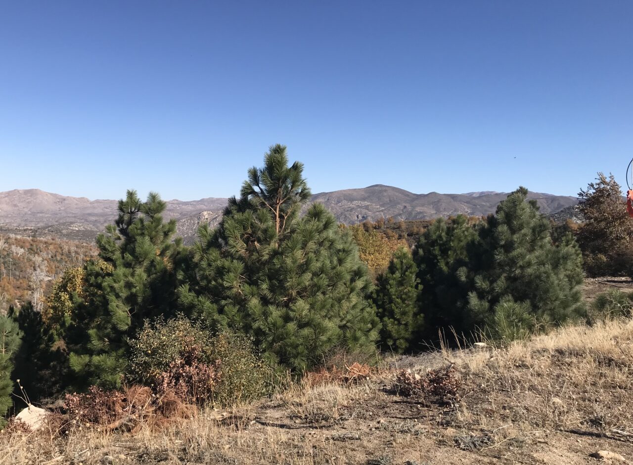 This photo, taken in 2018, shows an American Forests planting in the Hubert Eaton Scout Reservation in the San Bernardino Mountains.