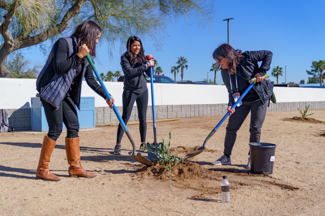 Volunteers at American Forests' tree planting event in Phoenix, Arizona for GreenBiz 2020 attendees with Microsoft employees. Sarah Schmid / American Forests