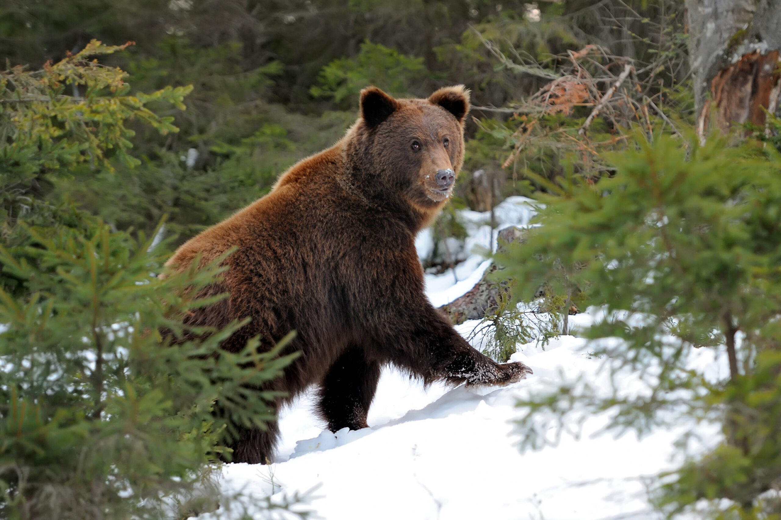 Wildlife - American Forests