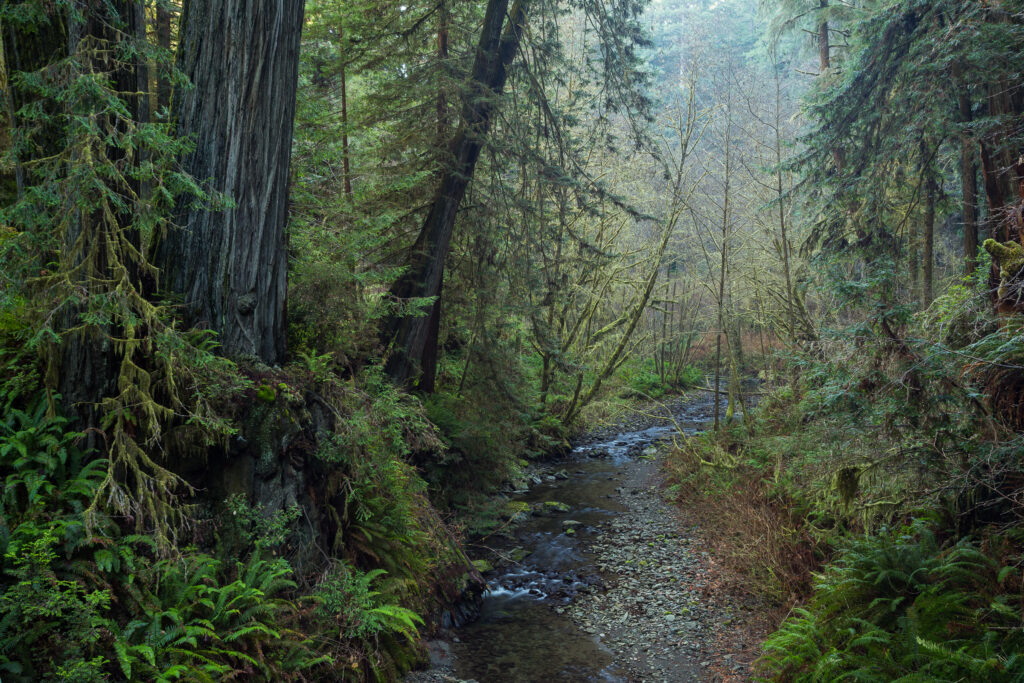 The solution is under our feet - American Forests