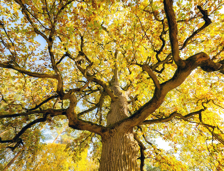 Workplace Giving - American Forests