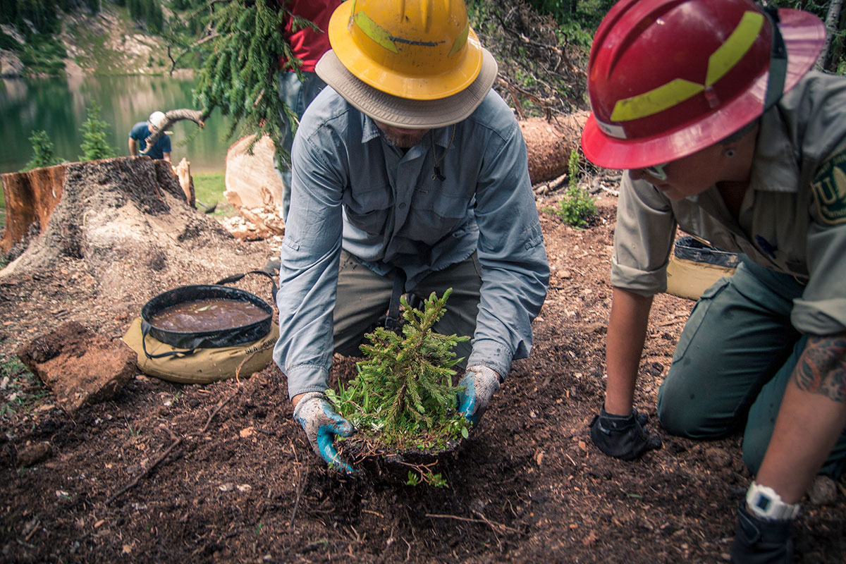 A U.S. Forest Service ranger and a volunteer plant a tree during an REI stewardship event aimed at dismantling illegal campsites in Grand Lake, Colo., just outside of Rocky Mountain National Park.