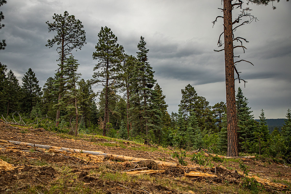 This part of Jackson Mountain in Colorado is managed by a private company under a contract with USFS that reduces the fire risk in exchange for the right to sell the timber.