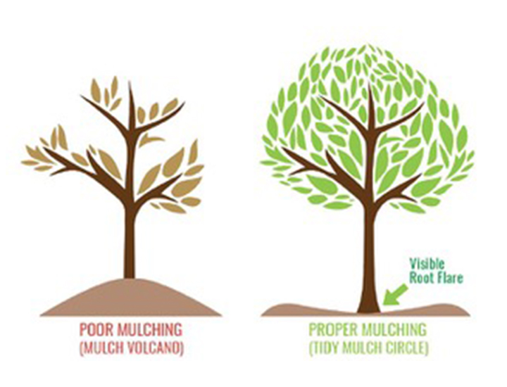 a graphic that shows the difference between planting a tree in good versus bad mulch