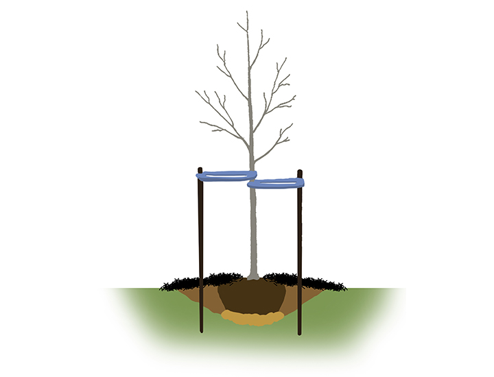 graphic of a tree being planted