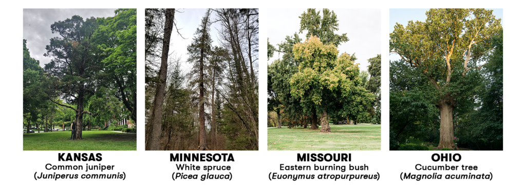 Big Tree Madness - American Forests