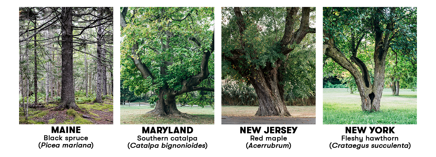 Big Tree Madness - American Forests