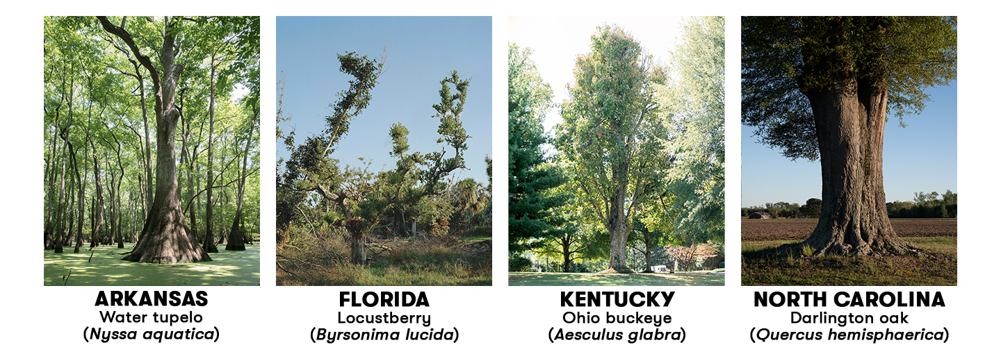 Big Tree Madness - American Forests