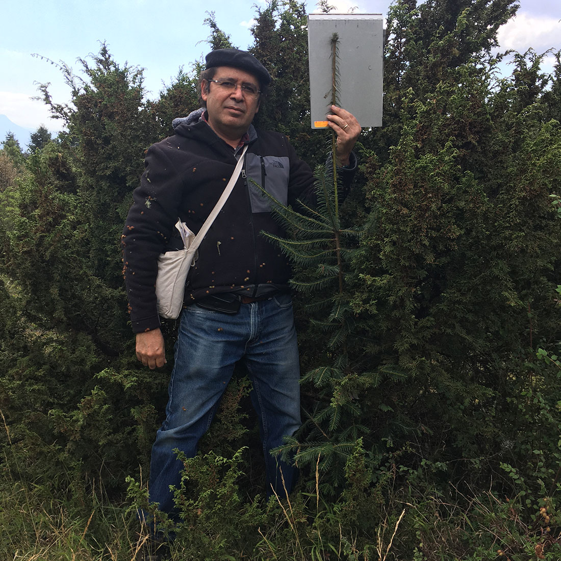 Biologist Cuauhtémoc Sáenz-Romero showcases one of the best oyamel fir seedlings, emerging from the shade of a mountain juniper.