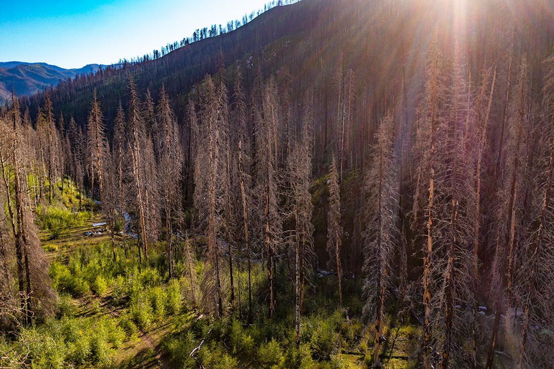 A drone photograph of Dutch Creek shows the devastation to the area’s conifers from the 416 Fire.