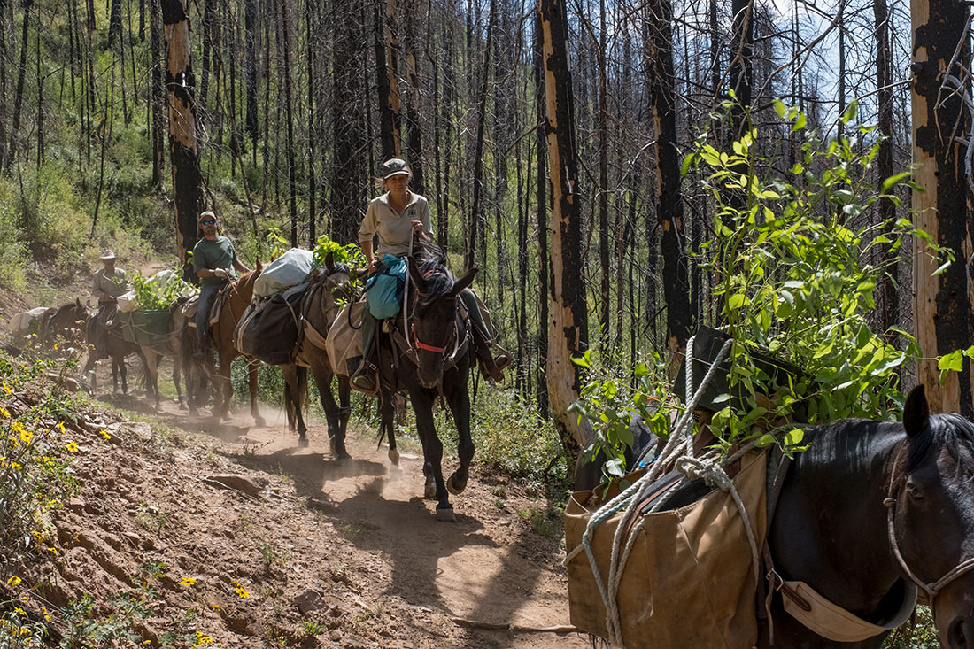 Fitzgerald packs in a new supply of tree and shrub seedlings on horseback along the Hermosa Creek Trail.