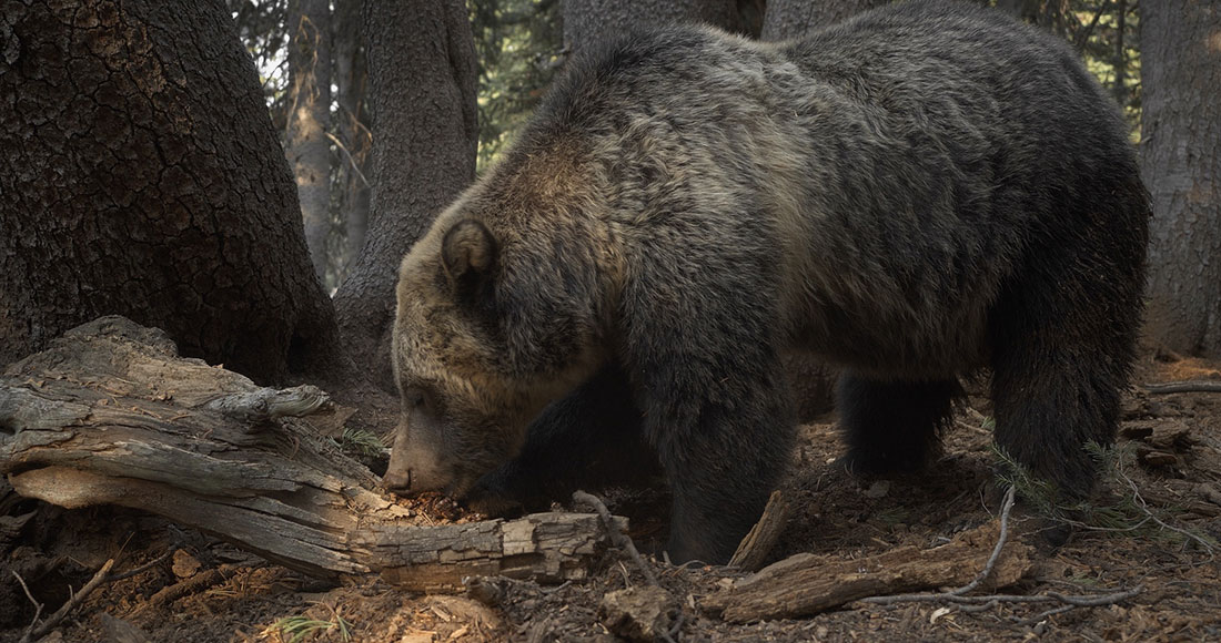 In a scene from the film, a grizzly bear tears into a red squirrel’s hidden stash of pinecones. Grizzlies and red squirrels rely on seeds from whitebark pine trees, which are disappearing across their range and are the focus of an ambitious restoration plan under development by American Forests and partners.