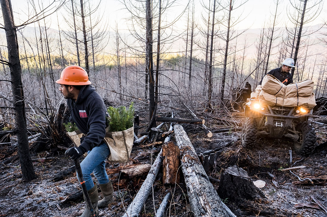 : To save time and energy from going up and down the steep slopes, an all-terrain vehicle (ATV) is used to restock seedlings in Santiam State Forest.