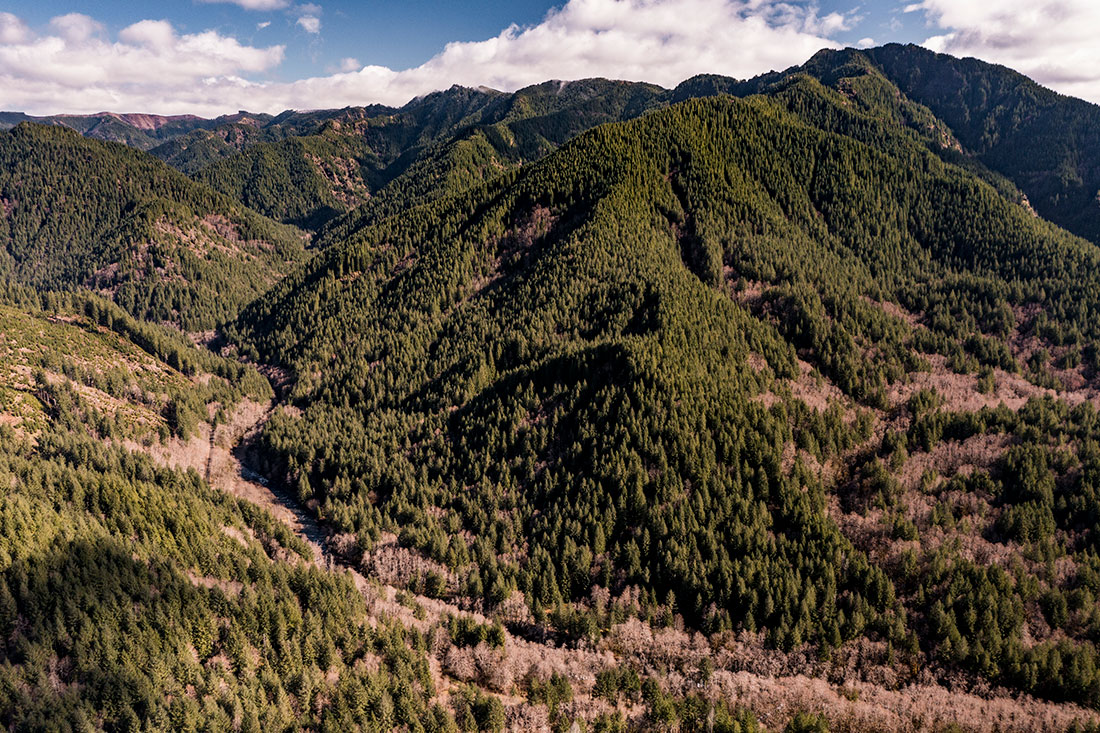 The North Fork area in Tillamook State Forest shows areas replanted after the historic fires.