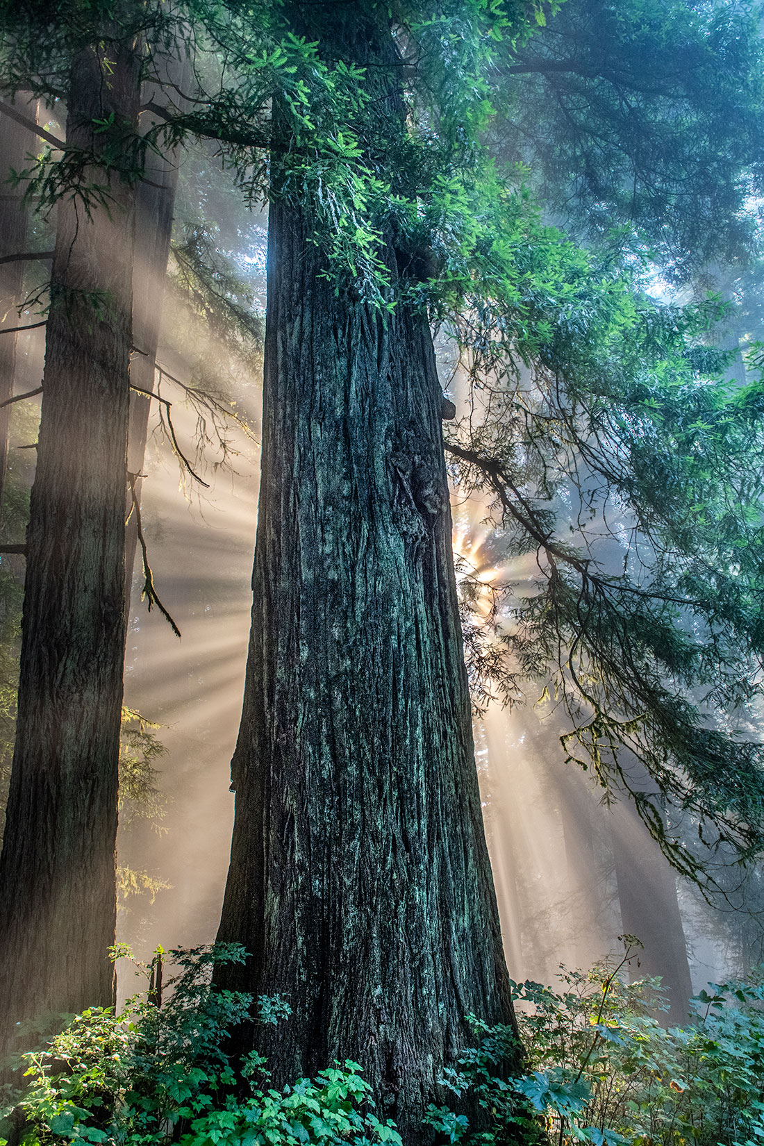 Redwood Light