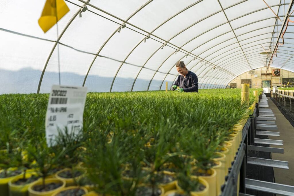 Seed shortage America’s quiet crisis American Forests