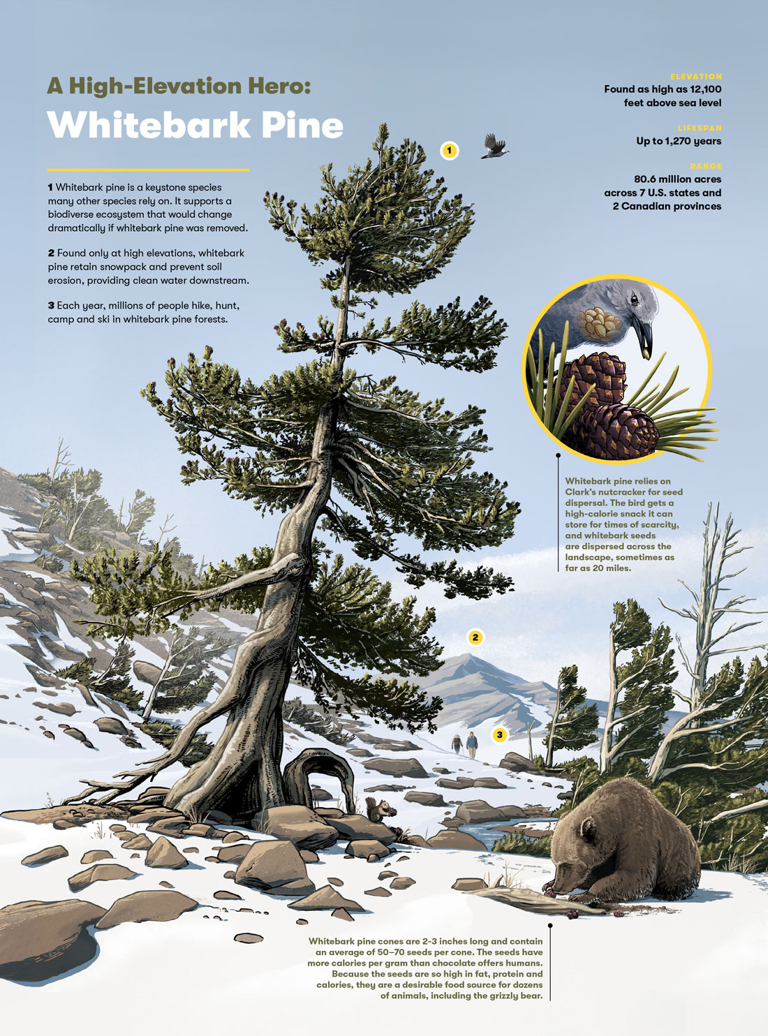 Whitebark pine ecosystem infographic illustration