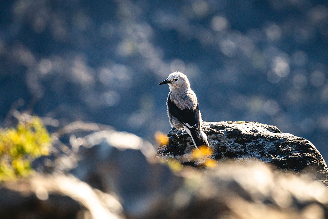 : A Clark’s nutcracker pauses atop a rock at Paulina Peak. Whitebark pine relies on Clark’s nutcracker for seed dispersal. The bird gets a high-calorie snack it can store for times of scarcity, and whitebark seeds are dispersed across the landscape, sometimes as far as 20 miles.