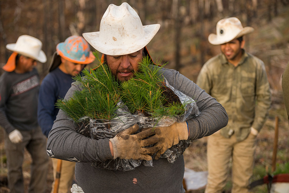 Forestry contractor Edgar Mejia Leon carries fresh pine seedlings to plant in a burn scar in California’s Sierra National Forest.