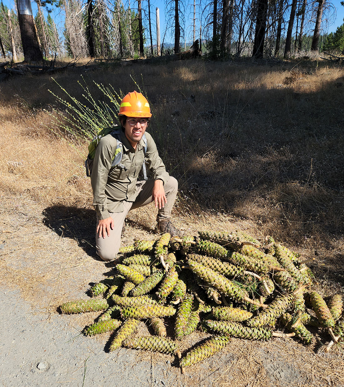 Luis Vidal, American Forests’ Northern California reforestation manager, kneels in front of sugar pine cones he collected in Eldorado National Forest in California. These cones are essential for post- fire restoration and were collected shortly before the Mosquito Fire burned close to their parent trees.