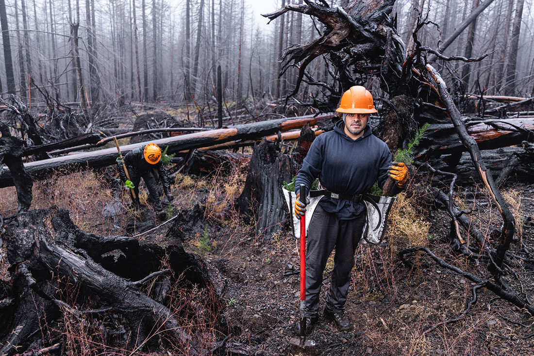 A planting crew member holds a Douglas-fir prior to planting in the Santiam State Forest that was heavily impacted by the 2020 Beachie Creek Fire.