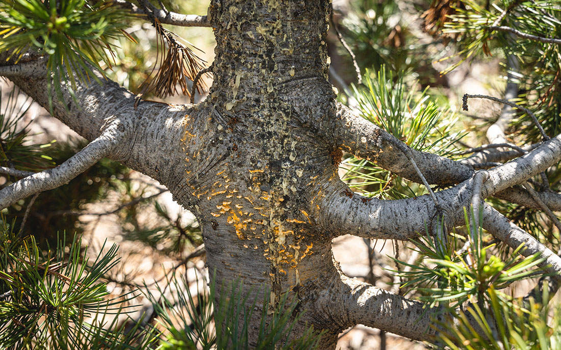 A whitebark pine tree shows some of the characteristic symptoms of white pine blister rust. Toward the bottom of the trunk are blister-like cankers containing spores that resemble macaroni and cheese powder. The roughened bark higher on the trunk, dried sap throughout and ochre needles show the scars where old cankers already did their damage.