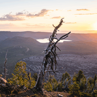 Whitebark pine