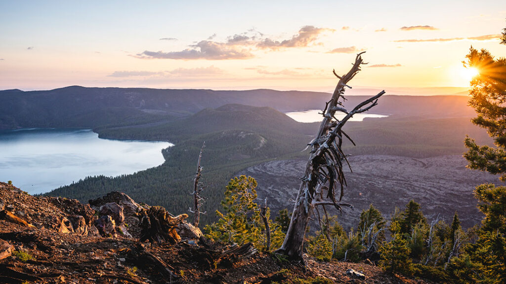 A dead whitebark pine tree at the summit of Paulina Peak, showing the species’ classic gnarled, windswept look, stands watch over recently planted seedlings at various stages of growth.