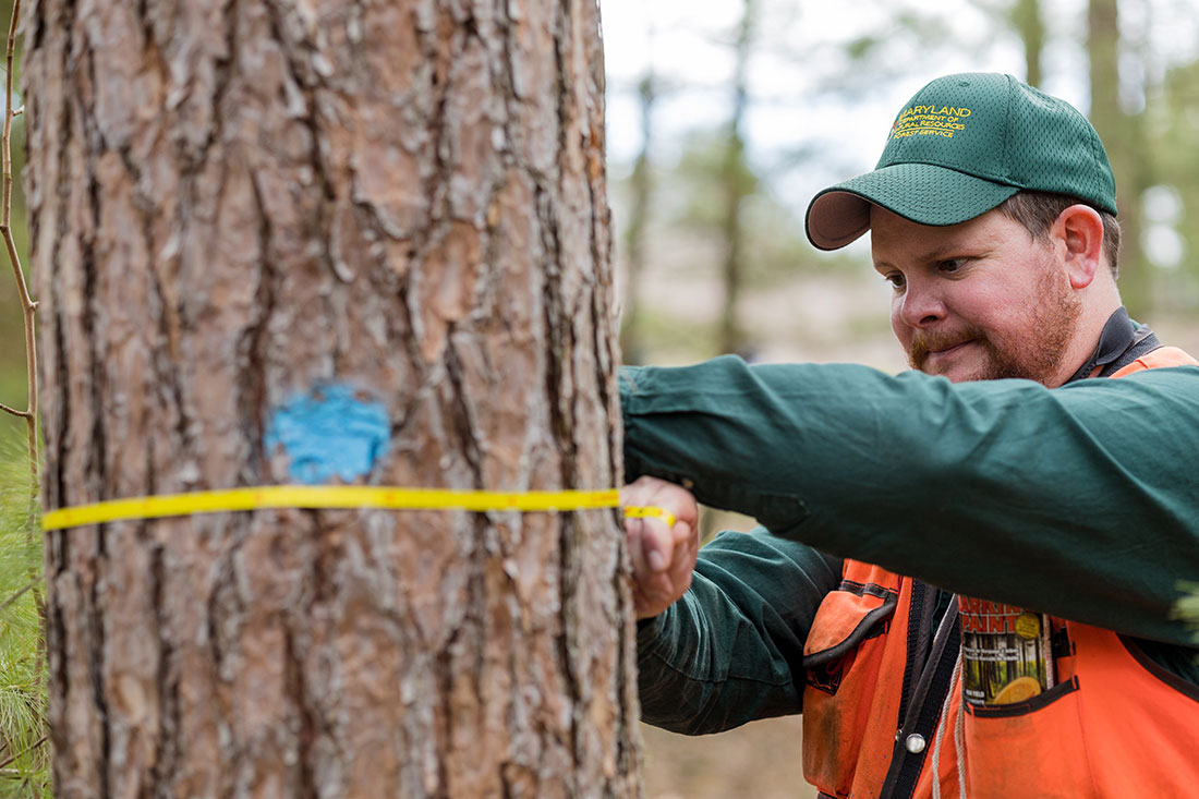 Savage River State Forest Manager Sean Nolan measures the trunk of a pine tree that’s been marked for harvesting. “The goal is to thin out the stand to increase the health and vigor of the retained trees,” Nolan says.