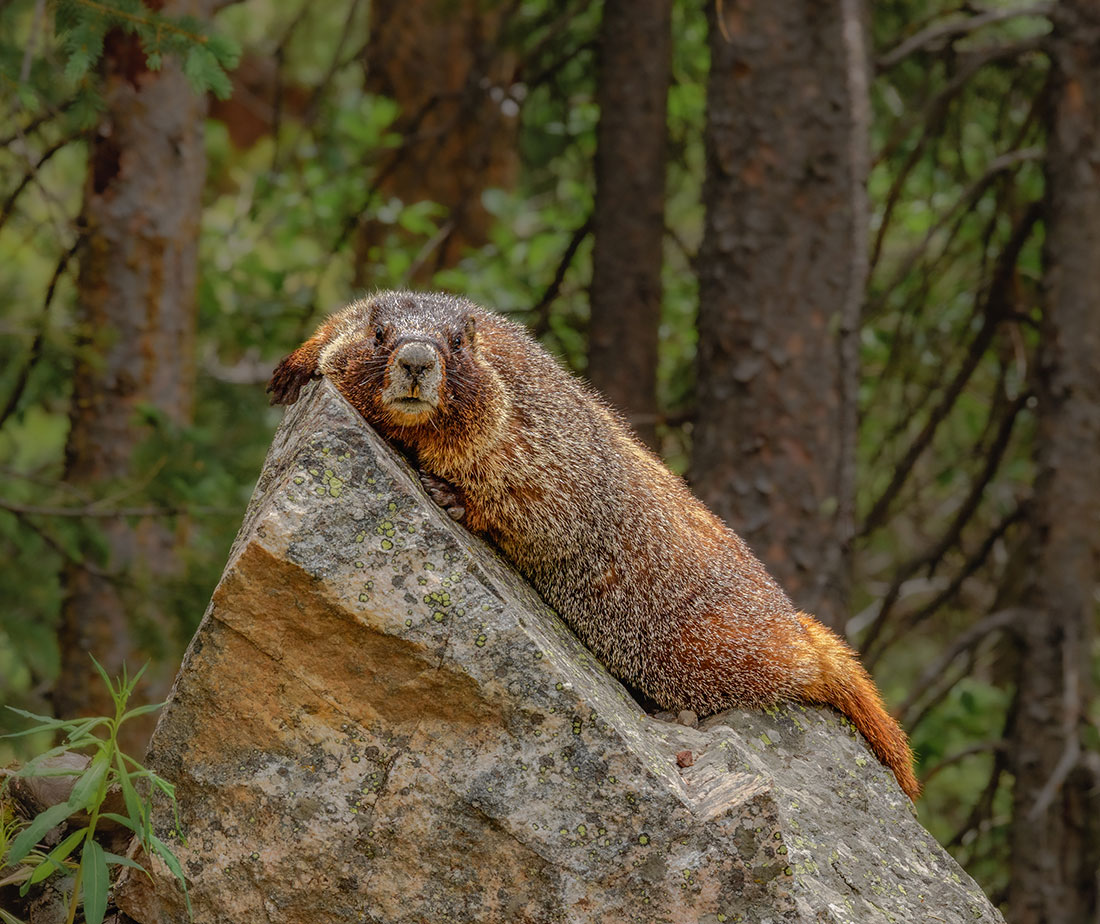 Marmot Pose at Independence Pass