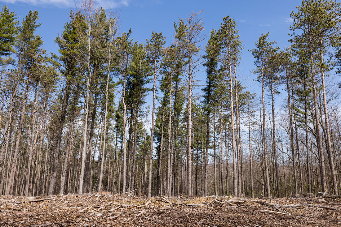 A recently thinned section of Savage River State Forest. The harvest- ing encourages natural regenera- tion of both pines and hardwoods to foster more species diversity. Turning the 160,000 board feet of harvested pines into fencing will keep the carbon intact in the finished wood.
