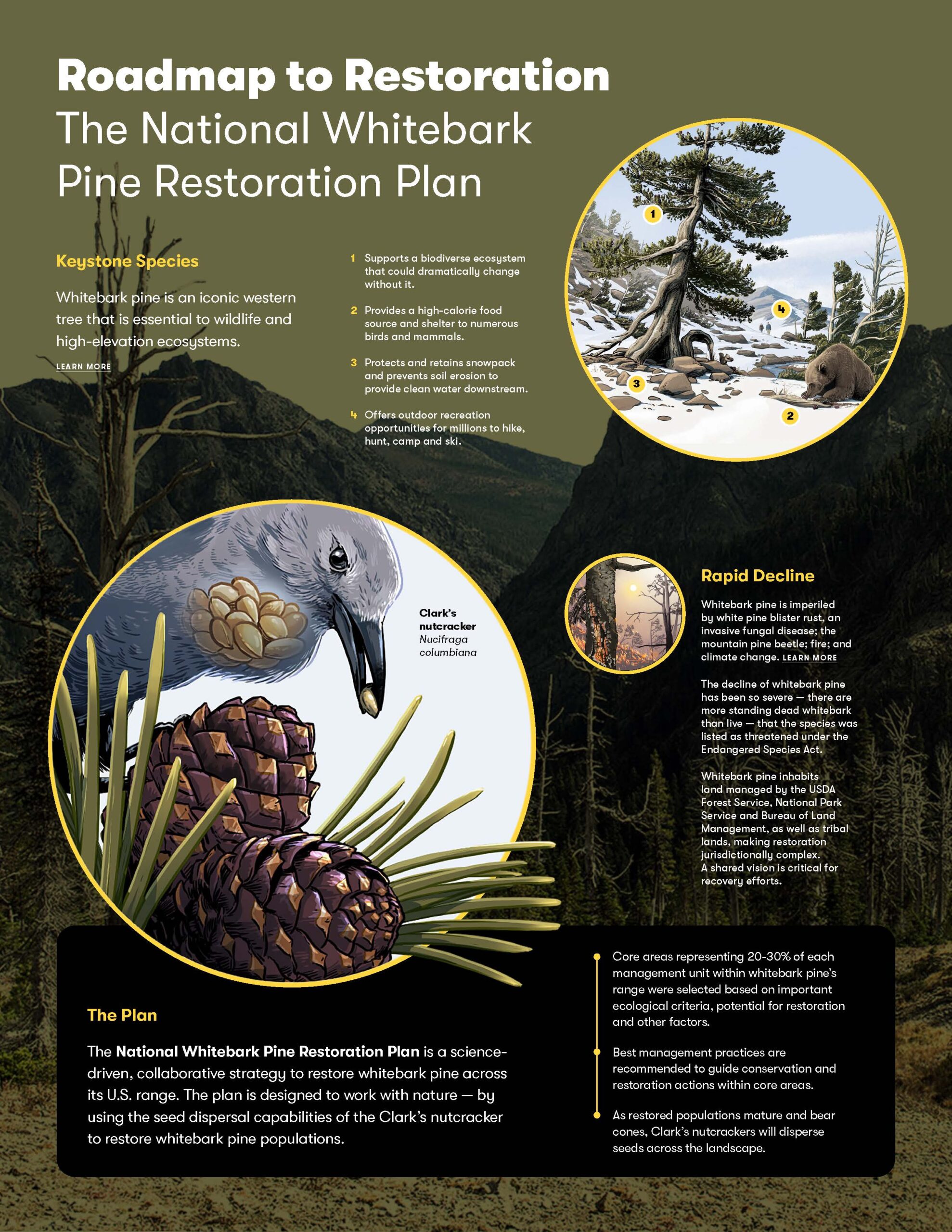 Whitebark pine trees added to Endangered Species list as 'threatened' –  Daily Montanan