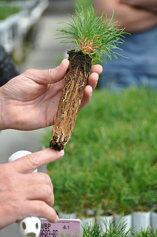 A U.S. Forest Service staffer points out the root structure of a seedling grown at the agency’s Coeur d’Alene nursery in Idaho. The nursery is one of only eight federal Forest Service nurseries in the country.