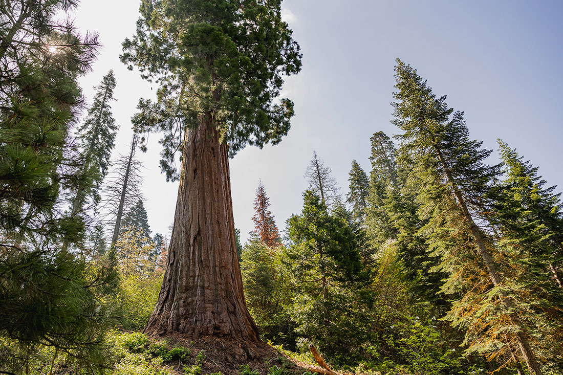 A giant task: fixing California’s reforestation pipeline - American Forests