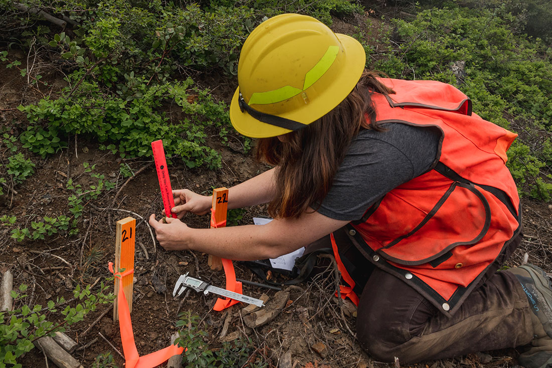 Caitlin Edelmuth, Cone Corps member with American Forests, measures and records the growth data of recently planted seedlings using a staked row survey. The stakes will enable foresters to monitor how the plants grow over a five-year period.