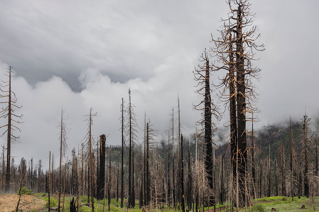Trees burned by the Castle Fire, which blazed through more than 170,000 acres in 2020, stand on an altered landscape, where vegetation is slowly returning.