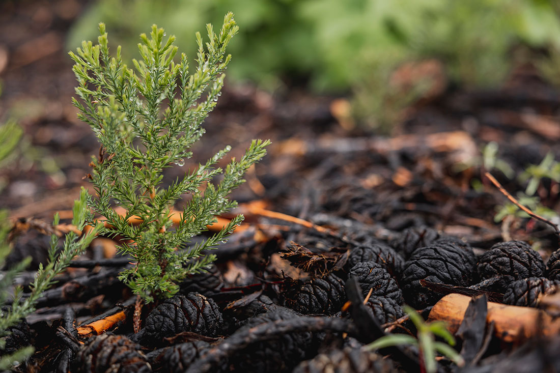A giant sequoia seedling grows among a pile of scorched sequoia cones. This particular seedling naturally regenerated — re-establishing without human assistance.