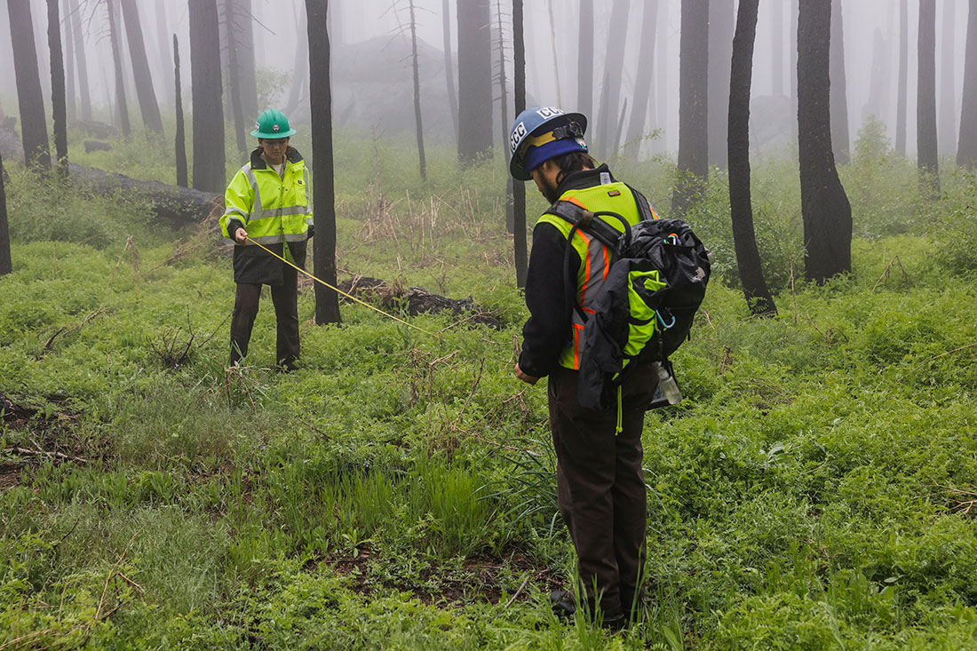 Members of the California Conservation Corps’ Forestry Corps measure out plot sites, within which they identify and document different conifer species naturally regenerating following wildfire. The data will be used to determine future restoration activities needed for the site.