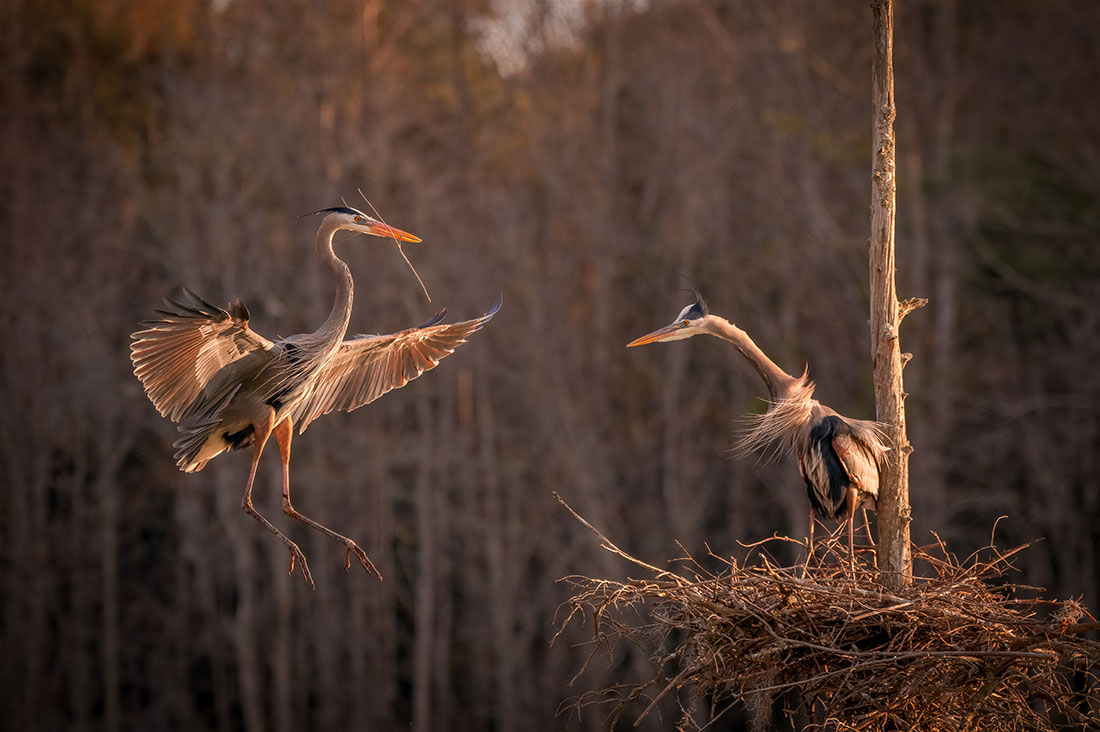 Grand prize winning photo of two grey herons with one bringing the other some material to build their nest
