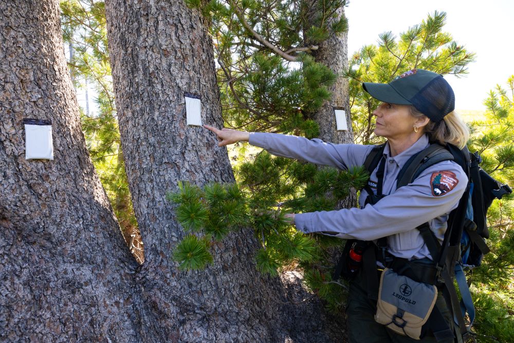 Hillary Robison, deputy chief of Yellowstone Center for Resources, points out verbenone pouches attached to mature whitebark pine trees. Pheromones in the pouches help ward off destructive mountain pine beetles by tricking them into believing the tree is already occupied. C.J. Adams / National Park Service