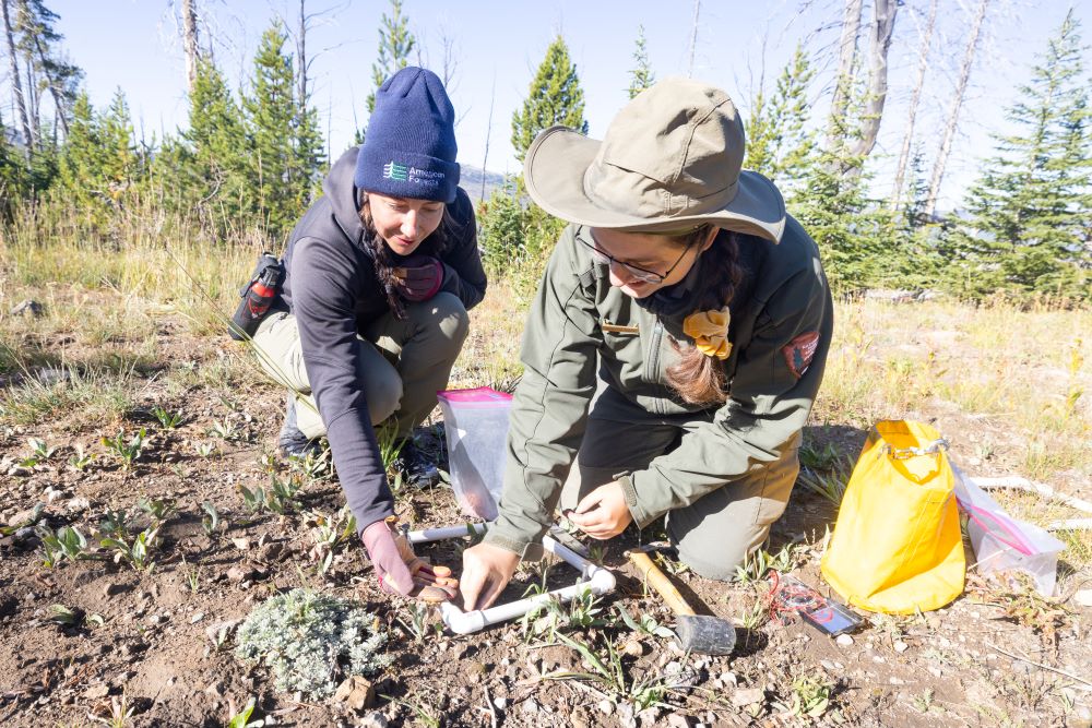 Elizabeth Pansing, director of forest and restoration science with American Forests, and Samantha Higgins, biological science technician with the National Park Service, directly plant seeds in Yellowstone National Park within an area marked by a 9-by-9-inch PVC pipe frame. Jacob W. Frank / National Park Service