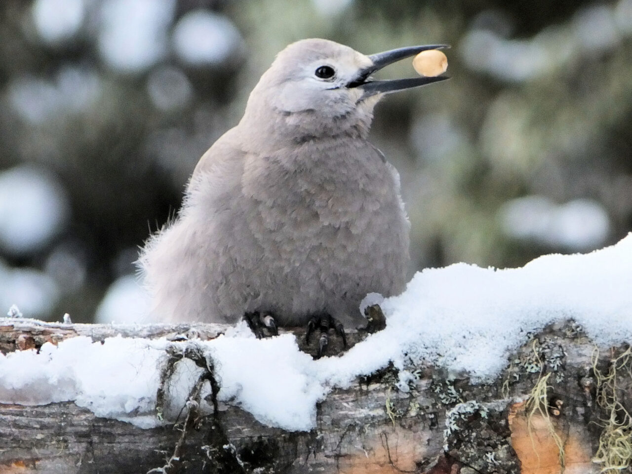 A Clark’s nutcracker holds a whitebark pine seed in its beak. As whitebark pine trees in core restoration areas mature and develop cones, the nutcracker will aid recovery by extracting the seeds and dispersing them across the landscape. Keith Roper