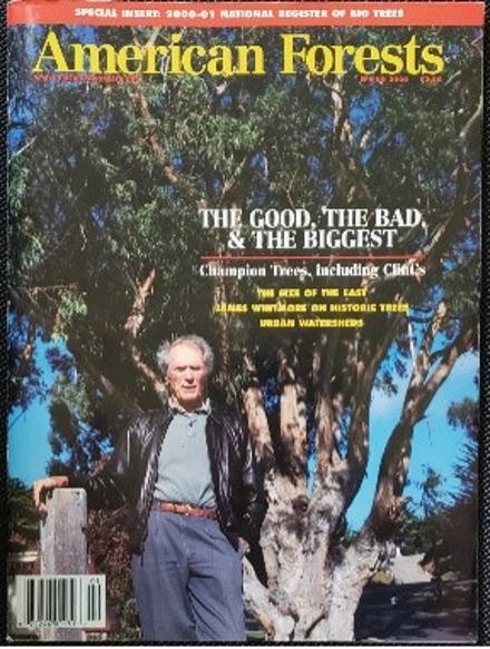 Clint Eastwood, actor, director and former mayor of Carmel, Calif., has a blue gum eucalyptus that was named “America’s largest hardwood” in 2000 and was featured on the cover of American Forests Magazine.