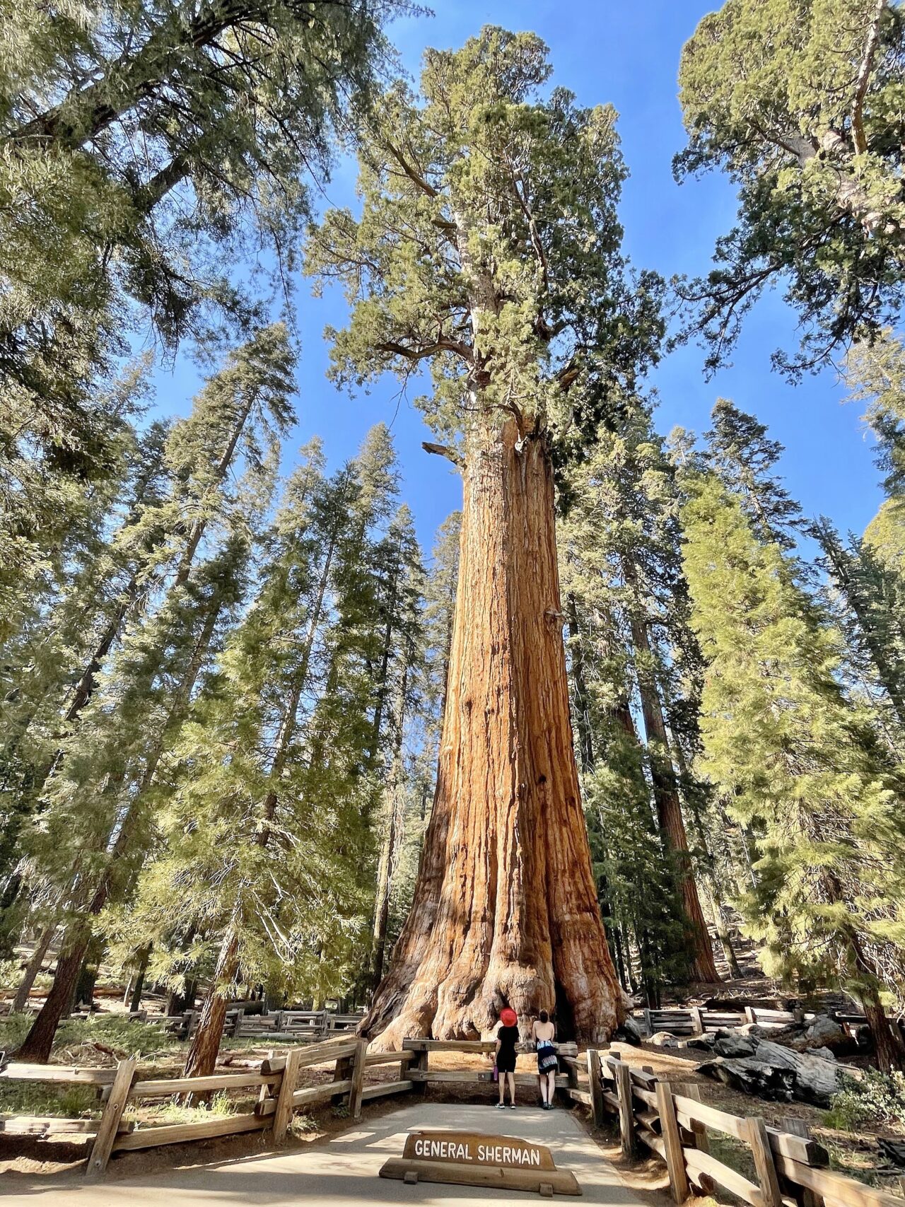 Standing 275 feet tall, California’s General Sherman Giant Sequoia is the world’s largest tree by volume. It was the third named Champion Tree and is one of only three to have retained its Champion Tree status throughout the history of the program. Marty Aligata / Wikimedia