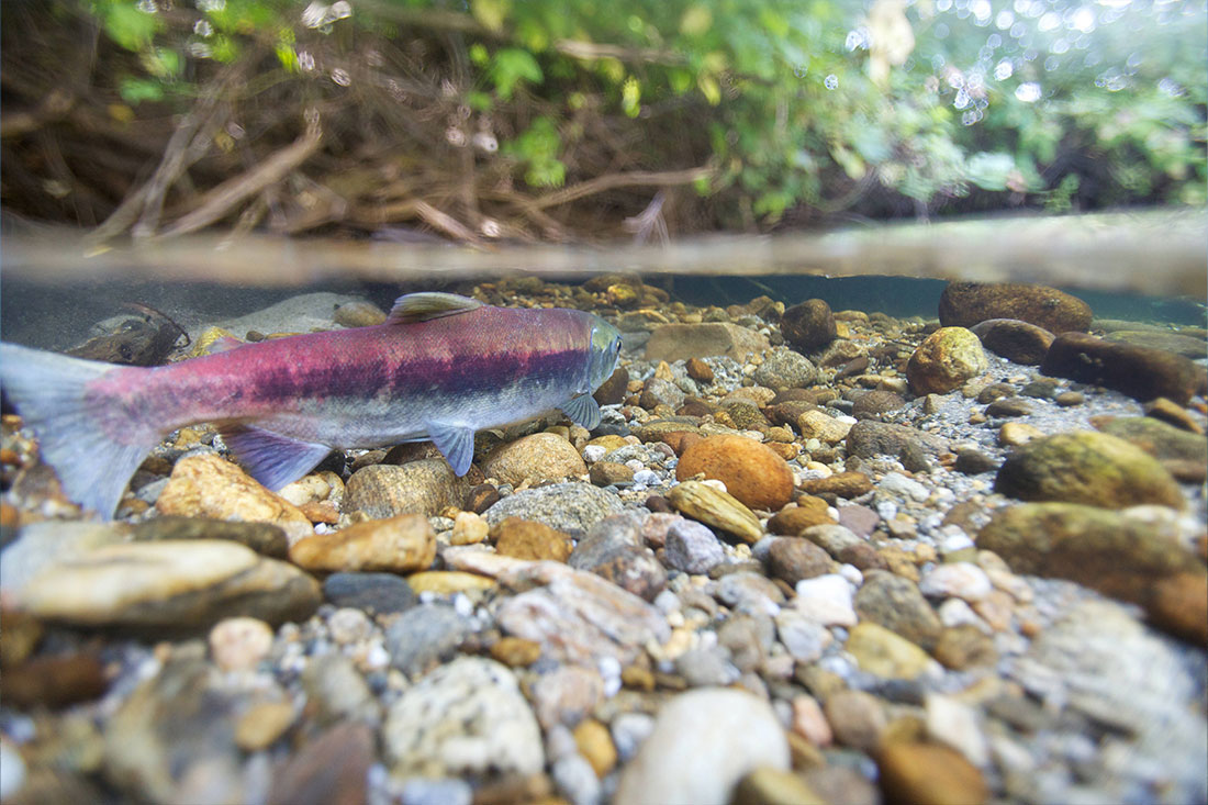 A spawning sockeye salmon in the Little Wenatchee River, nestled in in the Cascades Range near Leavenworth, Wash. Using shade trees to keep water temperatures cool is key to salmon productivity in Washington.