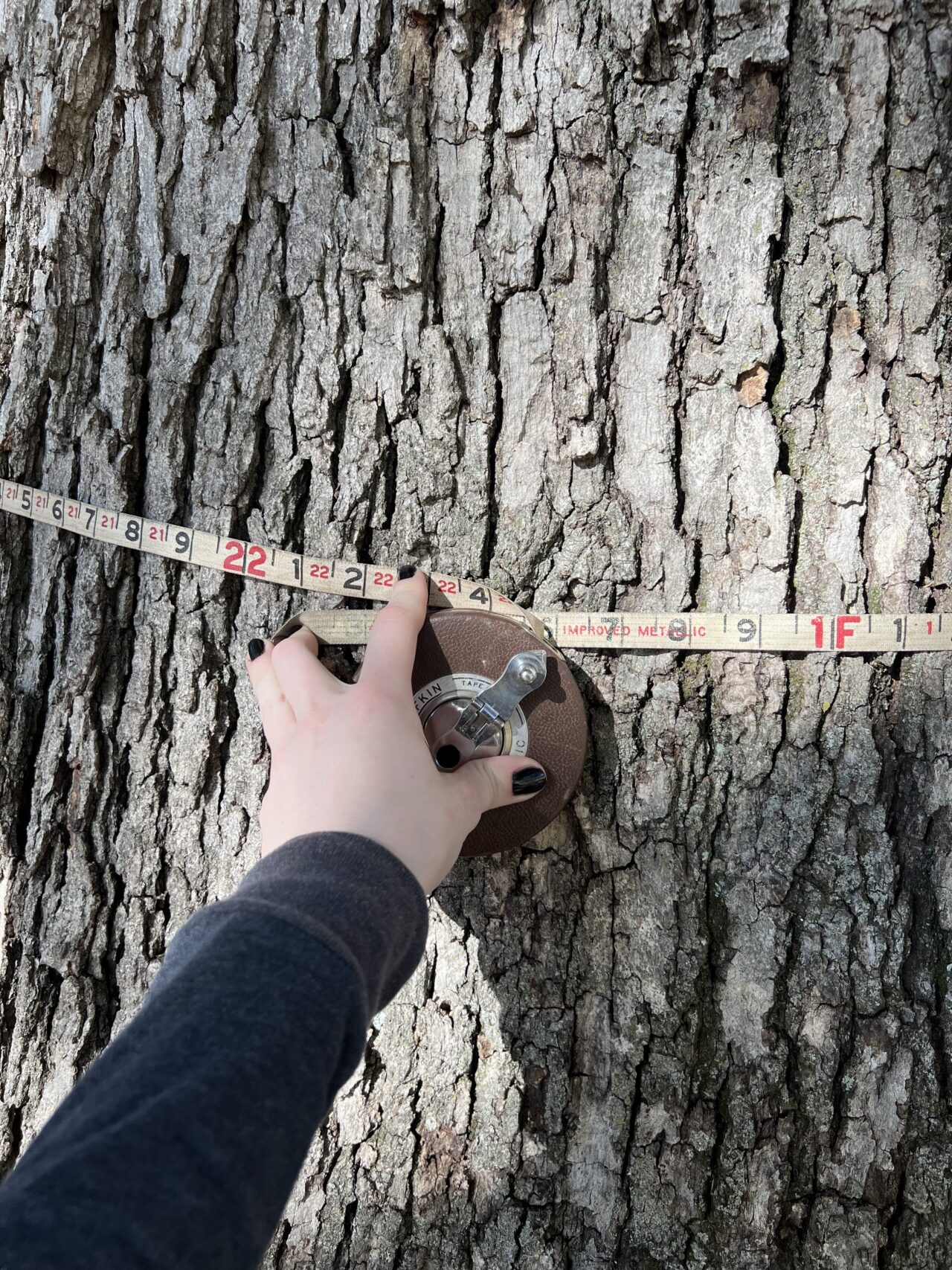 The trunk circumference of Davidson County, Tenn.’s largest white oak measures 22 feet. The tree sits outside the Nashville home of a country music star. Photo courtesy of Erin Victorson