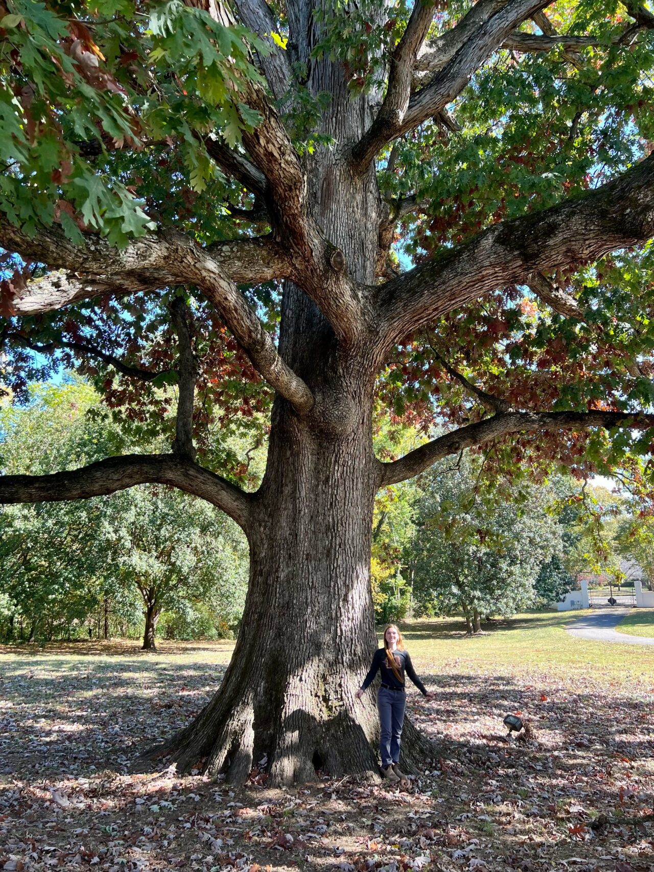 Victorson collects acorns from the largest white oak in Davidson County, Tenn. She notes that large trees, especially Champion Trees, are usually the best candidates for collecting healthy acorns. Photo courtesy of Erin Victorson