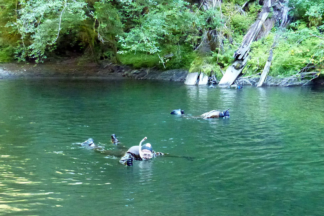 Scientists with the Olympic Experimental State Forest conduct electrofishing research in a pool in Clearwater River to gather data on fish numbers and species types.